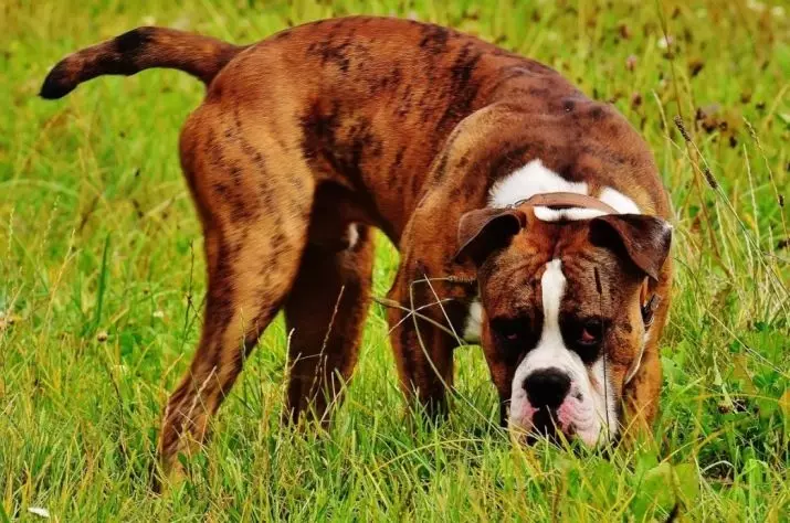 Anjing boxers (81 foto): pedaran tina breed Jerman, ciri tina puppies boxers Amérika. Sabaraha taun anjeun cicing? Ulasan kapamilikan 12289_3