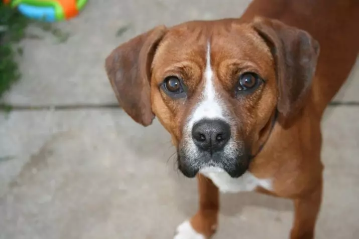 Anjing Boxers (81 Foto): Perihalan Baka Jerman, ciri-ciri Puppies Boxers Amerika. Berapa tahunkah anda tinggal? Ulasan Pemilikan 12289_31