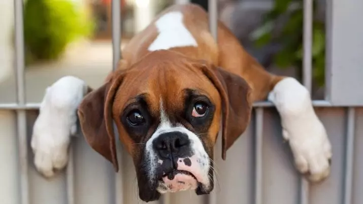 Кучета Боксери (81 снимки): описание на германската порода, характеристики на американски кученца боксьори. Колко години живеете? Отзиви за собственост 12289_39