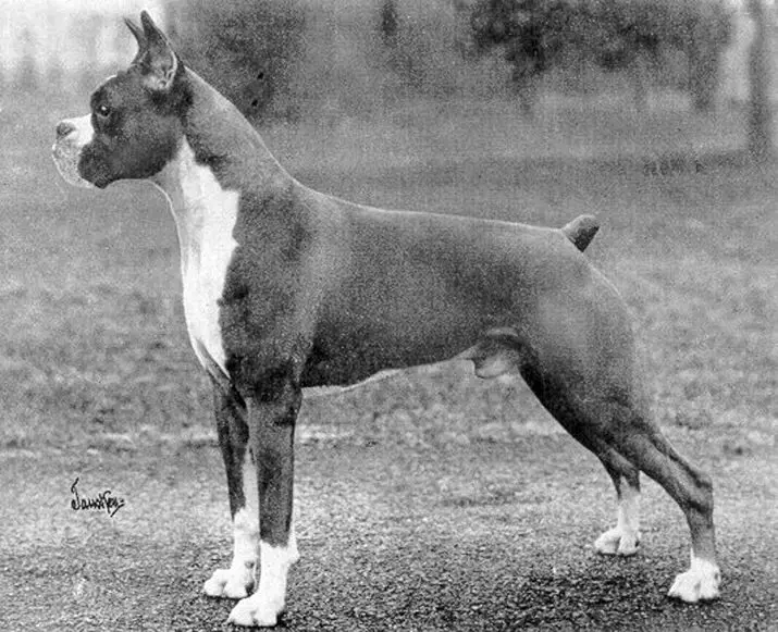 Кучета Боксери (81 снимки): описание на германската порода, характеристики на американски кученца боксьори. Колко години живеете? Отзиви за собственост 12289_4