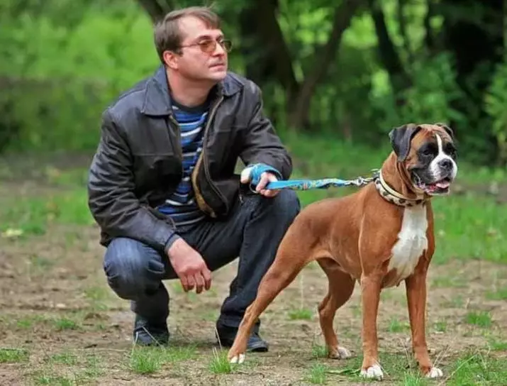 Кучета Боксери (81 снимки): описание на германската порода, характеристики на американски кученца боксьори. Колко години живеете? Отзиви за собственост 12289_40