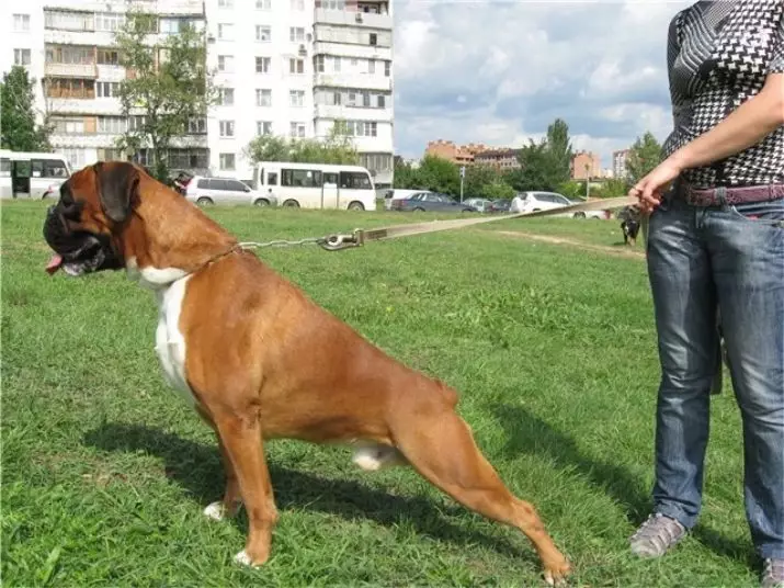 Hunde Boxer (81 Fotos): Beschreibung der deutschen Rasse, Merkmale der amerikanischen Welpen Boxer. Wie viele Jahre leben Sie? Bewerbungsbewertungen. 12289_43
