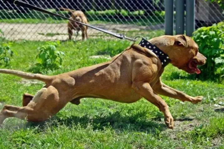 Anjing Boxers (81 Foto): Perihalan Baka Jerman, ciri-ciri Puppies Boxers Amerika. Berapa tahunkah anda tinggal? Ulasan Pemilikan 12289_46