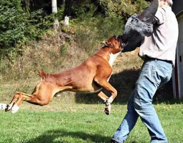 Anjing boxers (81 foto): pedaran tina breed Jerman, ciri tina puppies boxers Amérika. Sabaraha taun anjeun cicing? Ulasan kapamilikan 12289_47