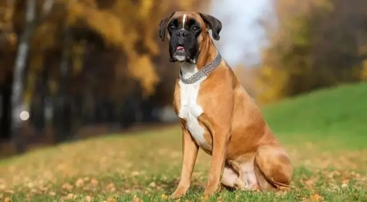 Anjing Boxers (81 Foto): Perihalan Baka Jerman, ciri-ciri Puppies Boxers Amerika. Berapa tahunkah anda tinggal? Ulasan Pemilikan 12289_49