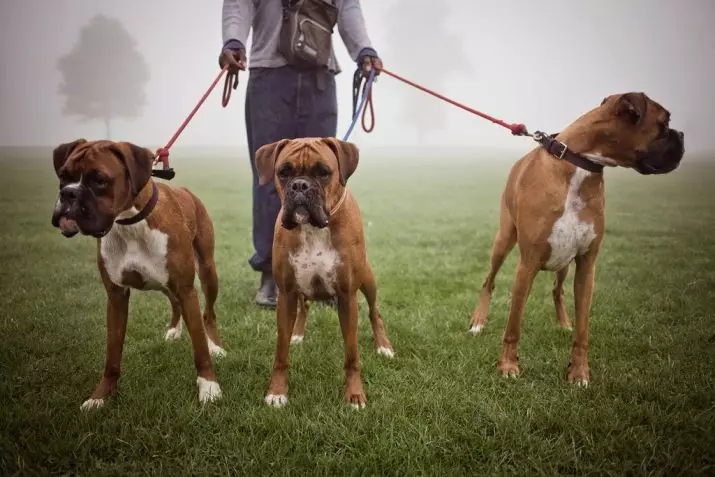Anjing Boxers (81 Foto): Perihalan Baka Jerman, ciri-ciri Puppies Boxers Amerika. Berapa tahunkah anda tinggal? Ulasan Pemilikan 12289_5