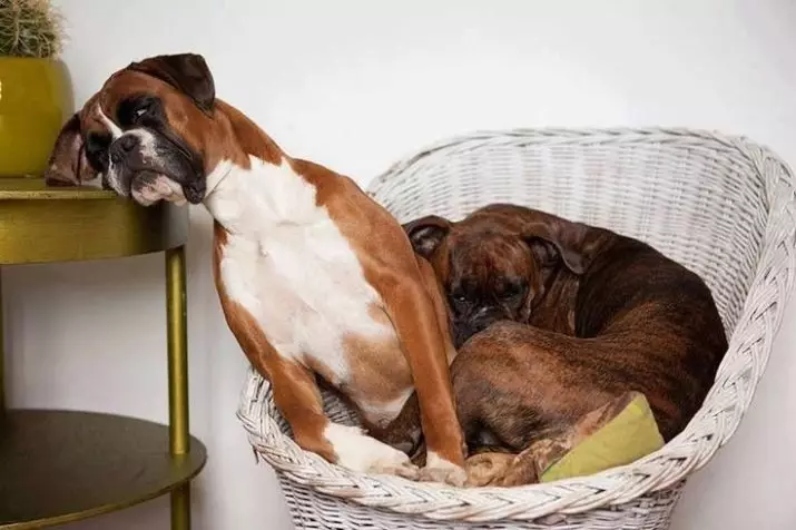 Anjing Boxers (81 Foto): Perihalan Baka Jerman, ciri-ciri Puppies Boxers Amerika. Berapa tahunkah anda tinggal? Ulasan Pemilikan 12289_50