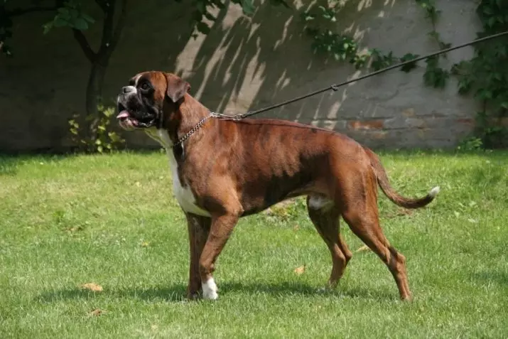 Кучета Боксери (81 снимки): описание на германската порода, характеристики на американски кученца боксьори. Колко години живеете? Отзиви за собственост 12289_51
