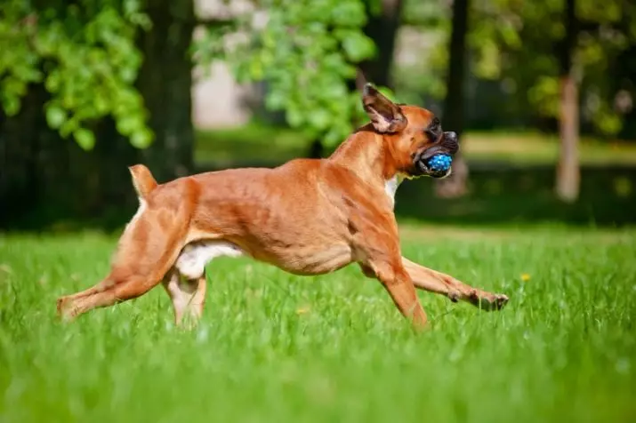 Anjing boxers (81 foto): pedaran tina breed Jerman, ciri tina puppies boxers Amérika. Sabaraha taun anjeun cicing? Ulasan kapamilikan 12289_53