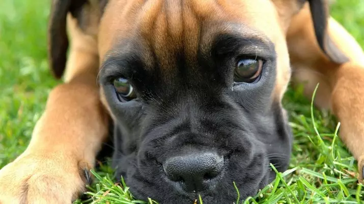 Anjing Boxers (81 Foto): Perihalan Baka Jerman, ciri-ciri Puppies Boxers Amerika. Berapa tahunkah anda tinggal? Ulasan Pemilikan 12289_58