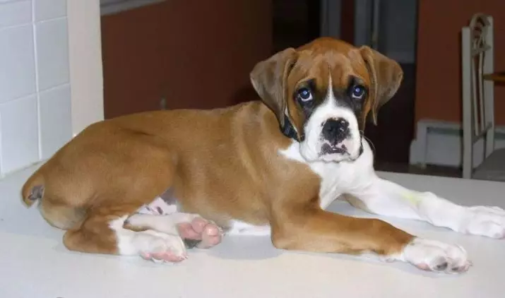 Кучета Боксери (81 снимки): описание на германската порода, характеристики на американски кученца боксьори. Колко години живеете? Отзиви за собственост 12289_59