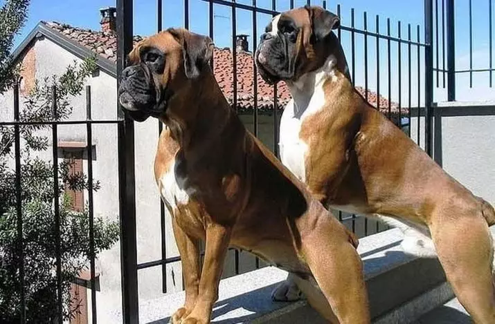 Anjing Boxers (81 Foto): Perihalan Baka Jerman, ciri-ciri Puppies Boxers Amerika. Berapa tahunkah anda tinggal? Ulasan Pemilikan 12289_6