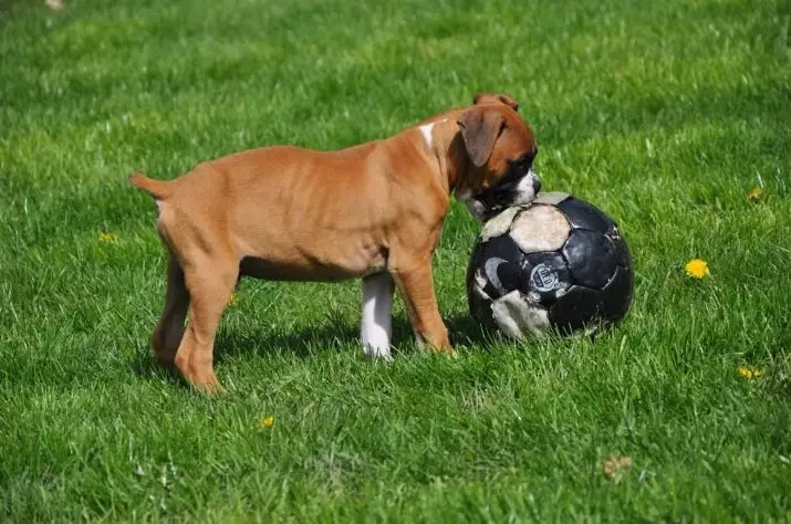 Anjing Boxers (81 Foto): Perihalan Baka Jerman, ciri-ciri Puppies Boxers Amerika. Berapa tahunkah anda tinggal? Ulasan Pemilikan 12289_69