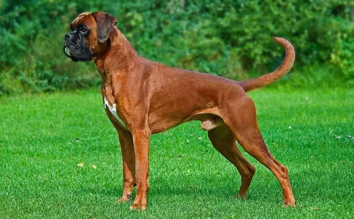 Anjing Boxers (81 Foto): Perihalan Baka Jerman, ciri-ciri Puppies Boxers Amerika. Berapa tahunkah anda tinggal? Ulasan Pemilikan 12289_7