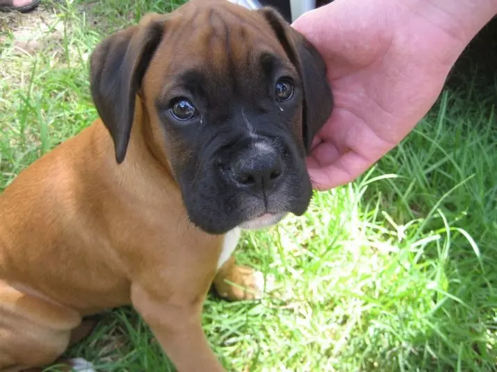 Anjing Boxers (81 Foto): Perihalan Baka Jerman, ciri-ciri Puppies Boxers Amerika. Berapa tahunkah anda tinggal? Ulasan Pemilikan 12289_76