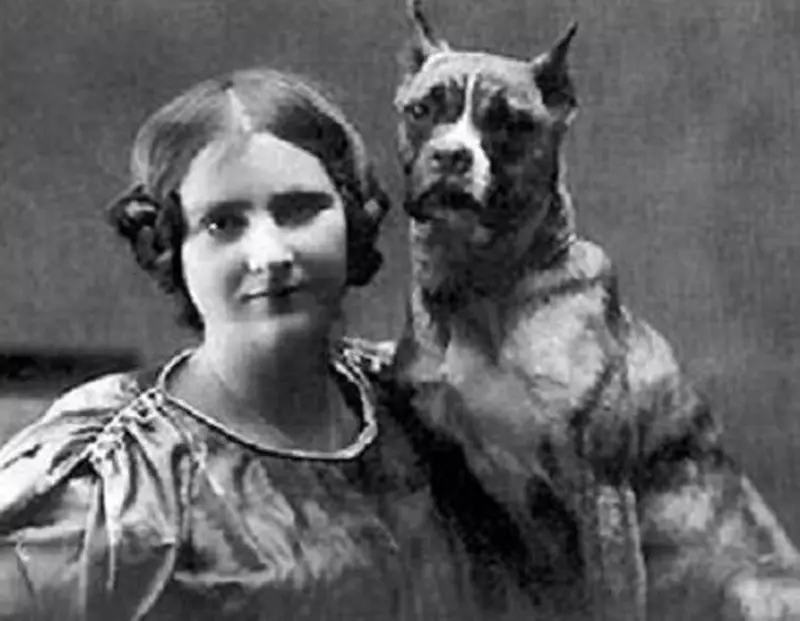 Кучета Боксери (81 снимки): описание на германската порода, характеристики на американски кученца боксьори. Колко години живеете? Отзиви за собственост 12289_8