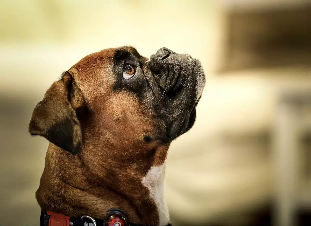 Anjing Boxers (81 Foto): Perihalan Baka Jerman, ciri-ciri Puppies Boxers Amerika. Berapa tahunkah anda tinggal? Ulasan Pemilikan 12289_80