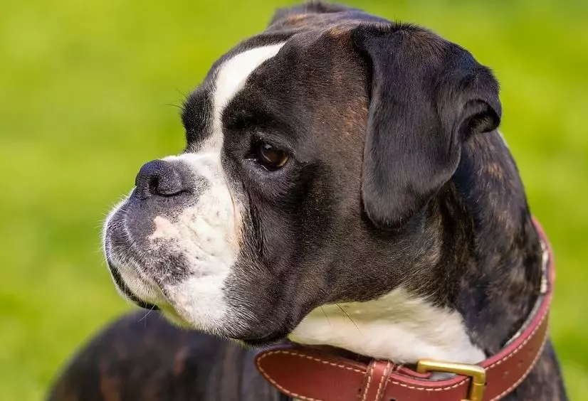 Anjing Boxers (81 Foto): Perihalan Baka Jerman, ciri-ciri Puppies Boxers Amerika. Berapa tahunkah anda tinggal? Ulasan Pemilikan 12289_81