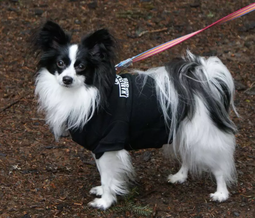 Папилон (77 фотографии): Опис на куче кученца Папилон раса, добрите и лошите страни на 