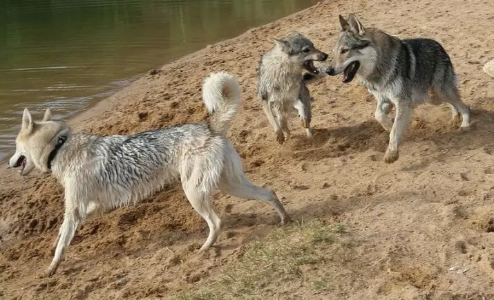 Wolf Dog Seizoen (34 foto's): Beskriuwing fan it ras, funksjes fan it ûnderhâld fan 'e Sarlosk-hûn yn it appartemint. Wa is sollos? 12293_11