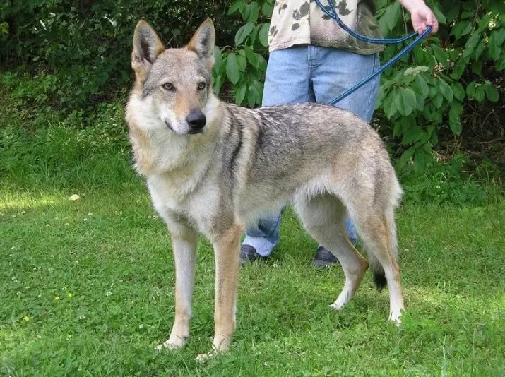 Wolf Dog Sarlos (34 Lluniau): Disgrifiad o'r brîd, nodweddion cynnal y ci Sarlosk yn y fflat. Pwy yw Sarlos? 12293_12