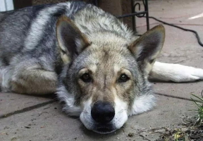 Wolf Dog Sarlos (34 foto): Deskripsi trah, fitur pemeliharaan anjing Sarlosk di apartemen. Siapa Sarlos? 12293_13
