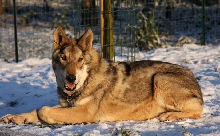Wolfs Suns Sarlos (34 fotogrāfijas): šķirnes apraksts, Sarlosk suņa uzturēšanas iezīmes dzīvoklī. Kas ir Sarlos? 12293_15
