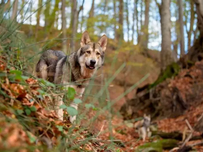 Wolf Dog Sarlos (34 foto): Deskripsi trah, fitur pemeliharaan anjing Sarlosk di apartemen. Siapa Sarlos? 12293_17