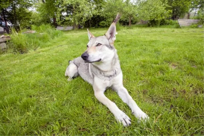 Wolf Dog Sarlos (34 fotos): Descripció de la raça, característiques del manteniment del gos Sarlosk a l'apartament. Qui és Sarlos? 12293_18