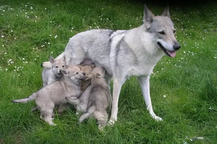 Wolf Dog Sarlos (34 photos): Tsananguro yeiyo breed, maitiro ekuchengetedza kweiyo sarlosk imbwa imbwa mufurati. Ndiani Sarlos? 12293_33