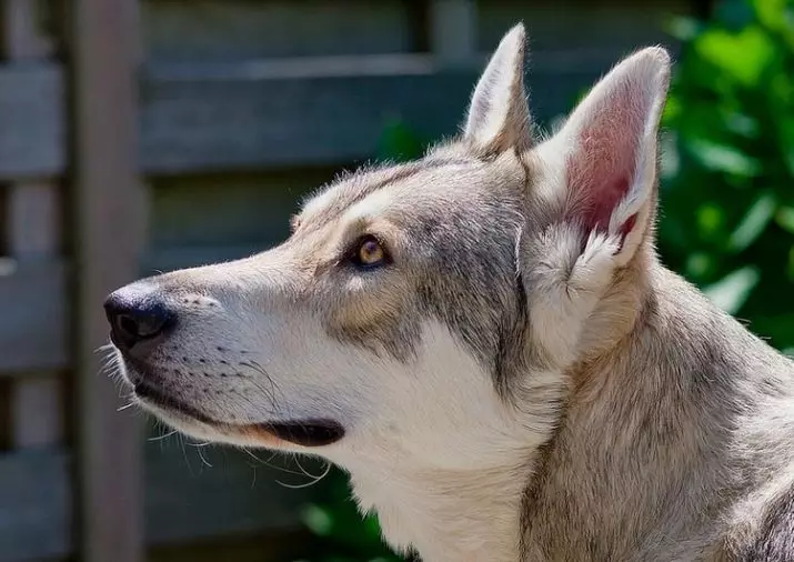 Wolf Dog Sarlos (34 Photoss): Bayanin nau'in, fasali na kiyaye kare Sarlosk a cikin gidan. Sarin Sarlos? 12293_34