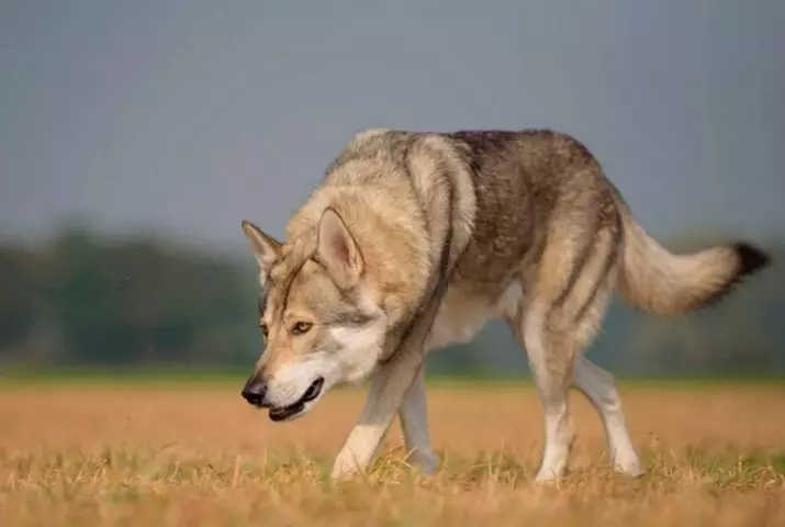 Wolf Dog Sarlos (34 foto): Deskripsi trah, fitur pemeliharaan anjing Sarlosk di apartemen. Siapa Sarlos? 12293_6