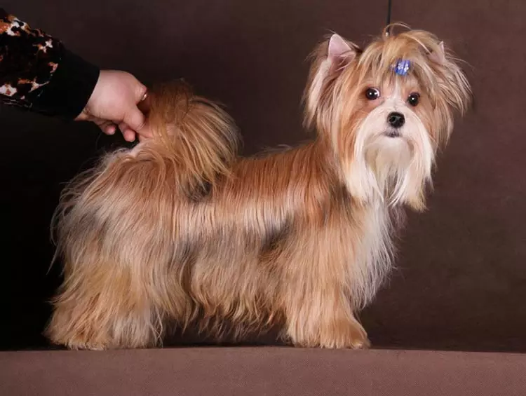 Rússneska Salon Dog (30 myndir): Lýsing á kyninu, innihald hafmeyjanna. Lífslíkur hunda. Hvernig á að velja hvolpa? 12295_10