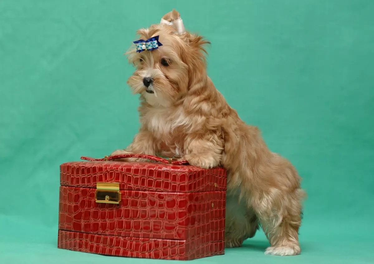Câine de salon rusesc (30 de fotografii): Descrierea rasei, conținutul de sirene. Speranța de viață a câinilor. Cum de a alege puii? 12295_11