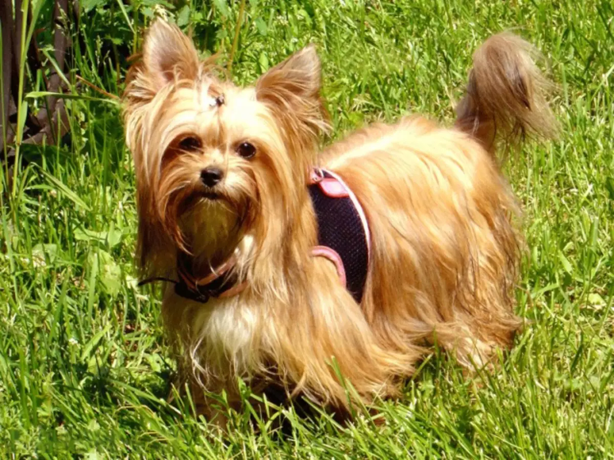 Anjing Evi Rusia (30 poto): Katerangan tina breed, eusi saimbangna. Harepan kahirupan anjing. Kumaha carana milih anak anjing? 12295_12