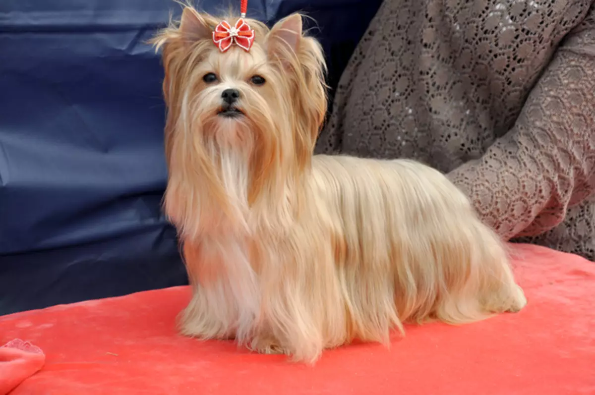 Câine de salon rusesc (30 de fotografii): Descrierea rasei, conținutul de sirene. Speranța de viață a câinilor. Cum de a alege puii? 12295_15