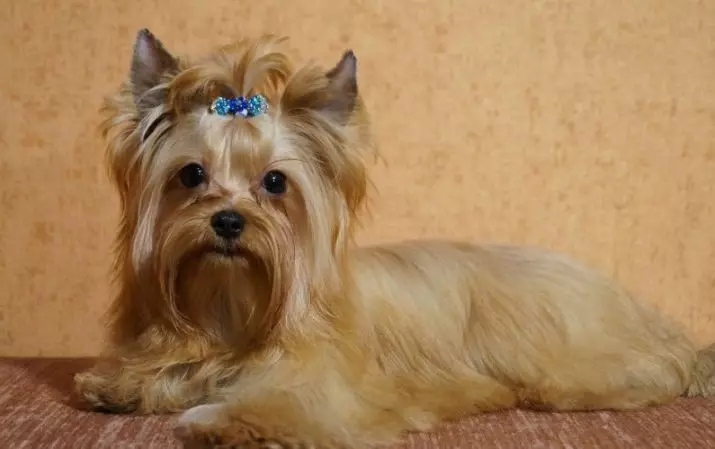 Anjing Evi Rusia (30 poto): Katerangan tina breed, eusi saimbangna. Harepan kahirupan anjing. Kumaha carana milih anak anjing? 12295_16