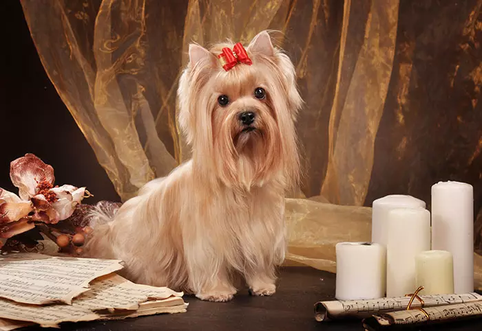 Câine de salon rusesc (30 de fotografii): Descrierea rasei, conținutul de sirene. Speranța de viață a câinilor. Cum de a alege puii? 12295_2