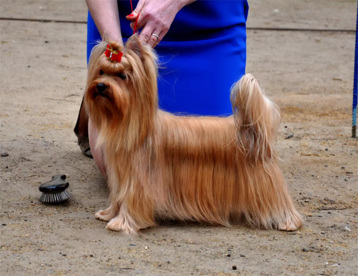 俄羅斯沙龍狗（30張）：品種描述，美人魚的含量。狗的預期壽命。如何選擇小狗？ 12295_20