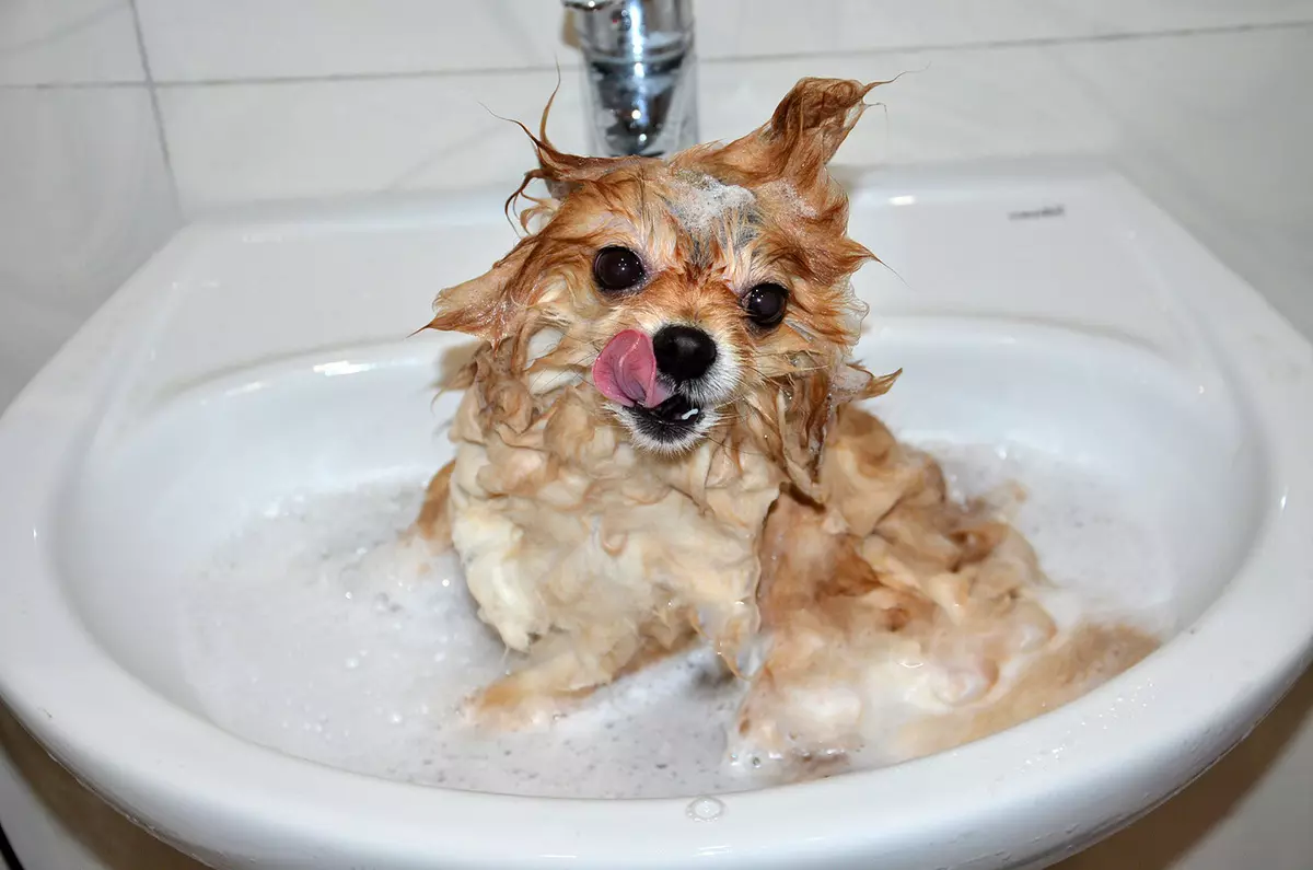 Câine de salon rusesc (30 de fotografii): Descrierea rasei, conținutul de sirene. Speranța de viață a câinilor. Cum de a alege puii? 12295_22