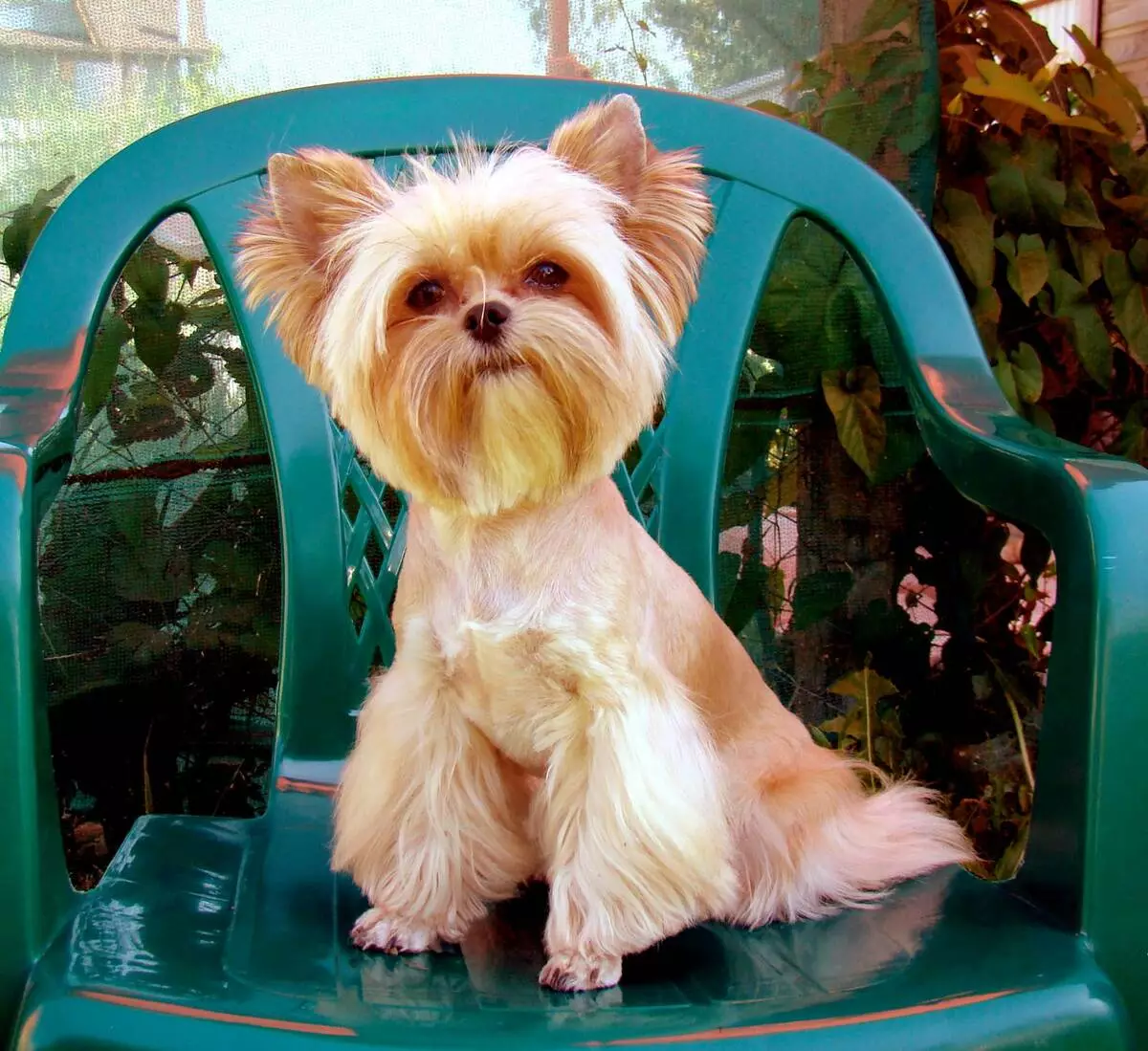 Russiese Salon Hond (30 foto's): Beskrywing van die ras, die inhoud van meerminne. Lewensverwagting van honde. Hoe om hondjies te kies? 12295_24
