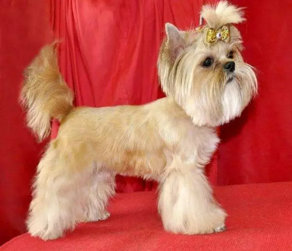 Anjing Evi Rusia (30 poto): Katerangan tina breed, eusi saimbangna. Harepan kahirupan anjing. Kumaha carana milih anak anjing? 12295_4