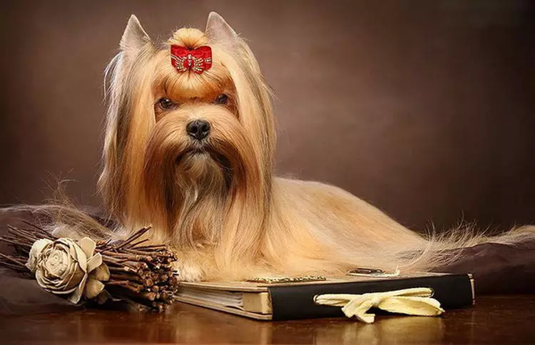 Rússneska Salon Dog (30 myndir): Lýsing á kyninu, innihald hafmeyjanna. Lífslíkur hunda. Hvernig á að velja hvolpa? 12295_5