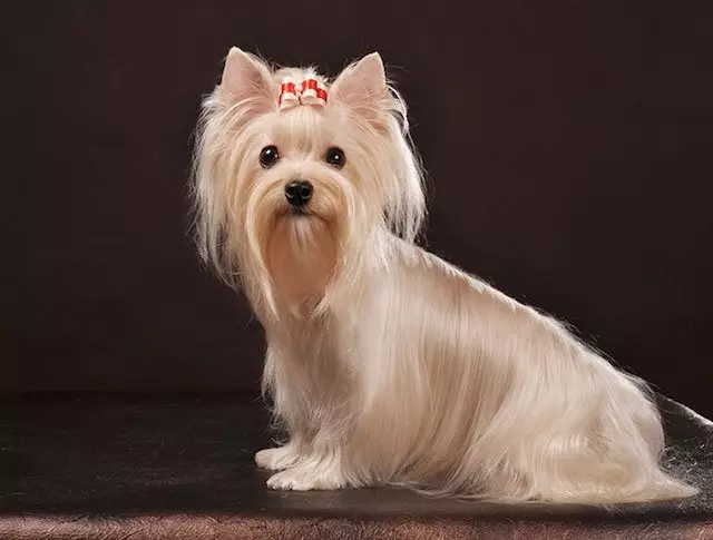 Anjing Evi Rusia (30 poto): Katerangan tina breed, eusi saimbangna. Harepan kahirupan anjing. Kumaha carana milih anak anjing? 12295_7