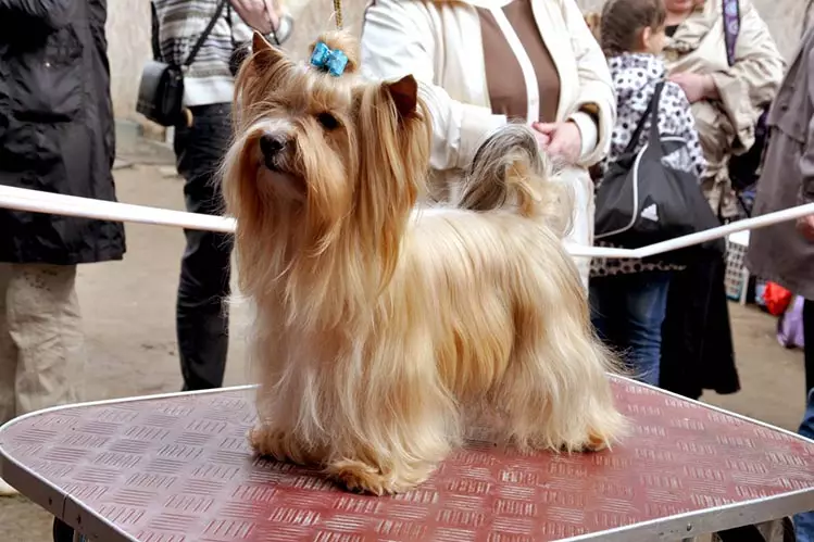Russiese Salon Hond (30 foto's): Beskrywing van die ras, die inhoud van meerminne. Lewensverwagting van honde. Hoe om hondjies te kies? 12295_8