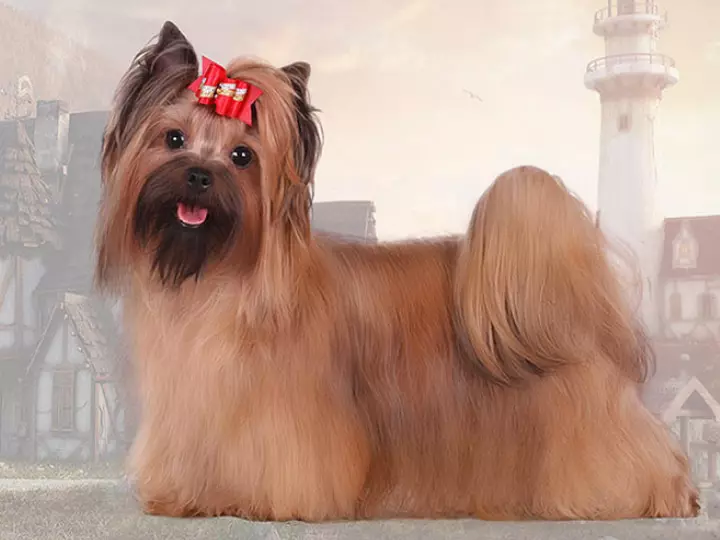 Russiese Salon Hond (30 foto's): Beskrywing van die ras, die inhoud van meerminne. Lewensverwagting van honde. Hoe om hondjies te kies? 12295_9