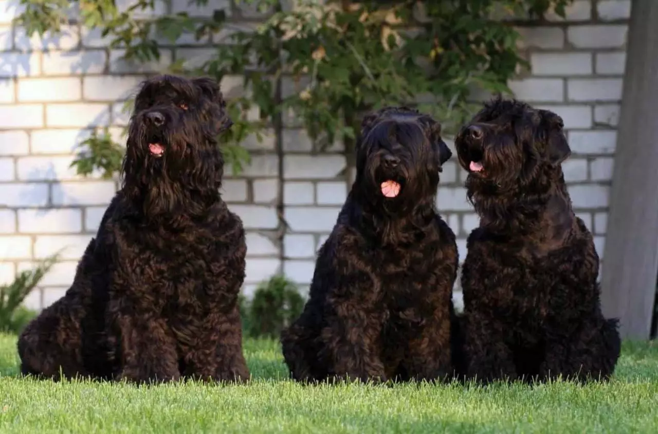 Veľké fluffy psov (31 fotografií): plemená s chlpatý vlasový kryt, čierne psie mená s dlhou vlnou 12297_10