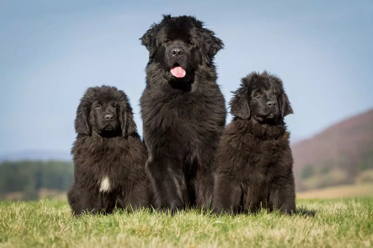 Câini mari pufoase (31 fotografii): rase cu capac de păr Shaggy, nume de câini negri cu lână lungă 12297_11