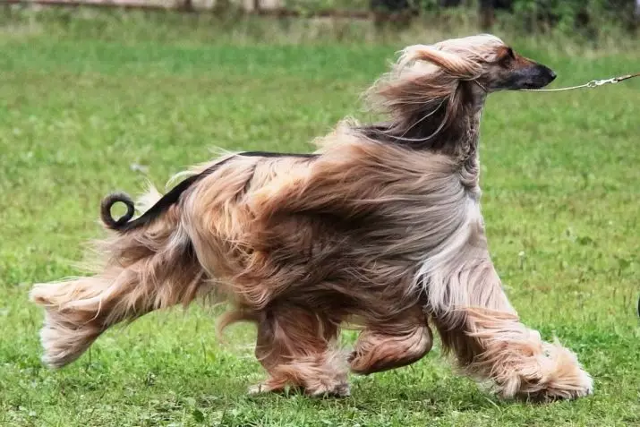 Large fluffy dogs (31 photos): breeds with shaggy hair cover, black dog names with long wool 12297_12