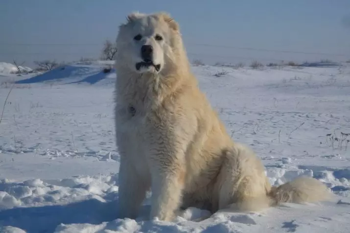 Groot sagte honde (31 foto's): rasse met ruig hare bedek, swart hond name met lang wol 12297_16